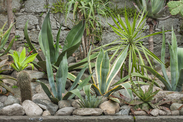 GIARDINO ROCCIOSO - PIANTE GRASSE - 5583