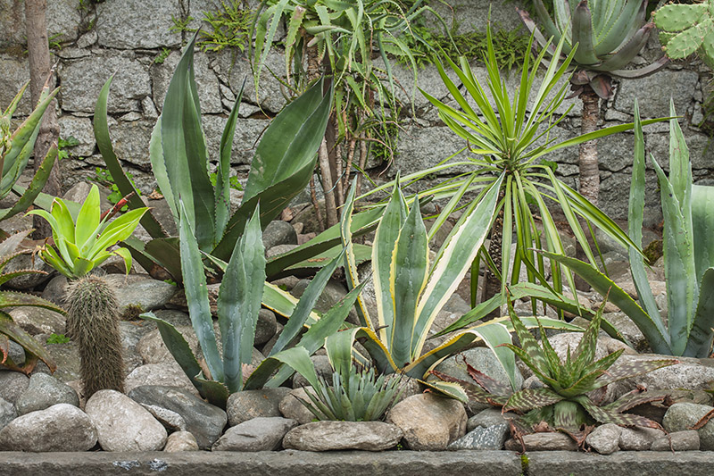 GIARDINO ROCCIOSO - PIANTE GRASSE - 5583 - immagine 1