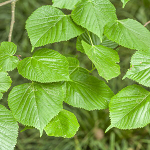 TILIA PAUCICOSTATA  - TILIACEAE - 5587