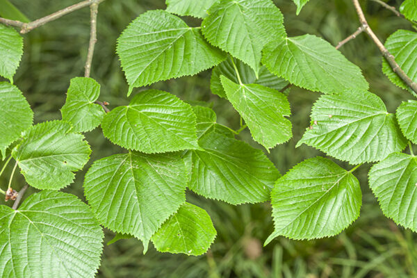 TILIA PAUCICOSTATA  - TILIACEAE - 5587