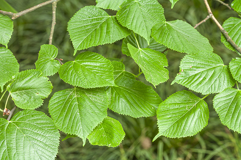 TILIA PAUCICOSTATA  - TILIACEAE - 5587 - immagine 1