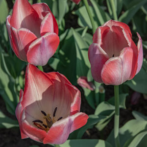 TULIPA, TULIPANO, BIG CHIEF, LILIACEAE - 2538