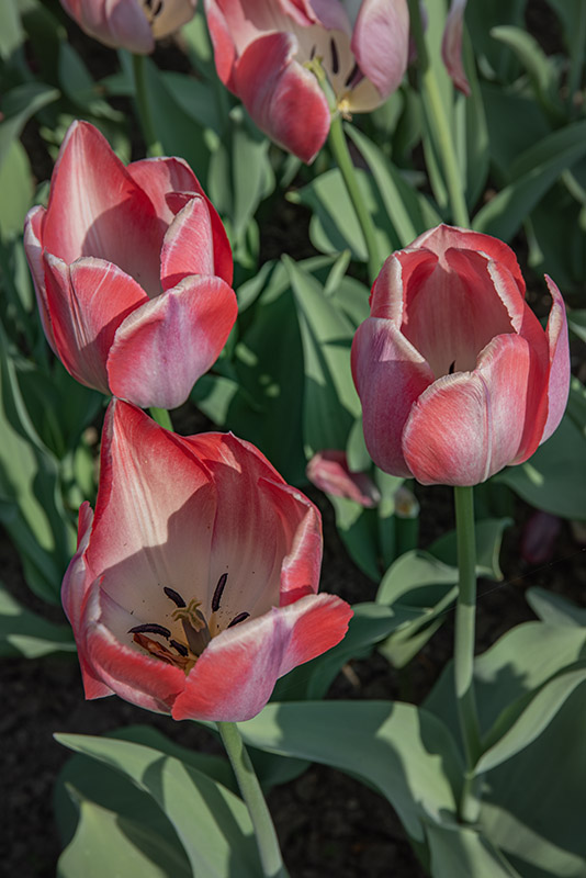 TULIPA, TULIPANO, BIG CHIEF, LILIACEAE - 2538
