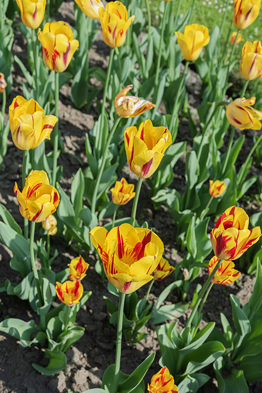 TULIPA, TULIPANO, MICKEY MOUSE, LILIACEAE – 2584