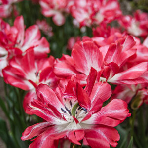 TULIPA, TULIPANO, CARTOUCHE, LILIACEAE - 2647