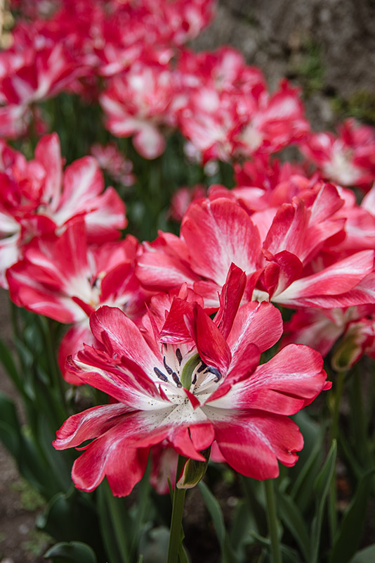 TULIPA, TULIPANO, CARTOUCHE, LILIACEAE - 2647