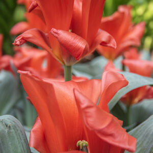 TULIPA, TULIPANO, GIAIANT ORANGE SUNSET, LILIACEAE – 2652