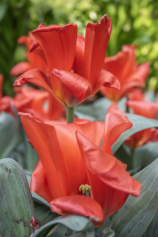 TULIPA, TULIPANO, GIAIANT ORANGE SUNSET, LILIACEAE – 2652