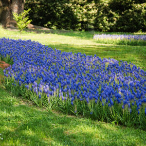CAMPO DI MUSCARI - 2668