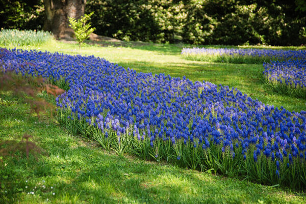 CAMPO DI MUSCARI - 2668