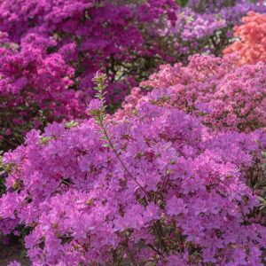 COLORI AZALEE RODODENDRI - 2720