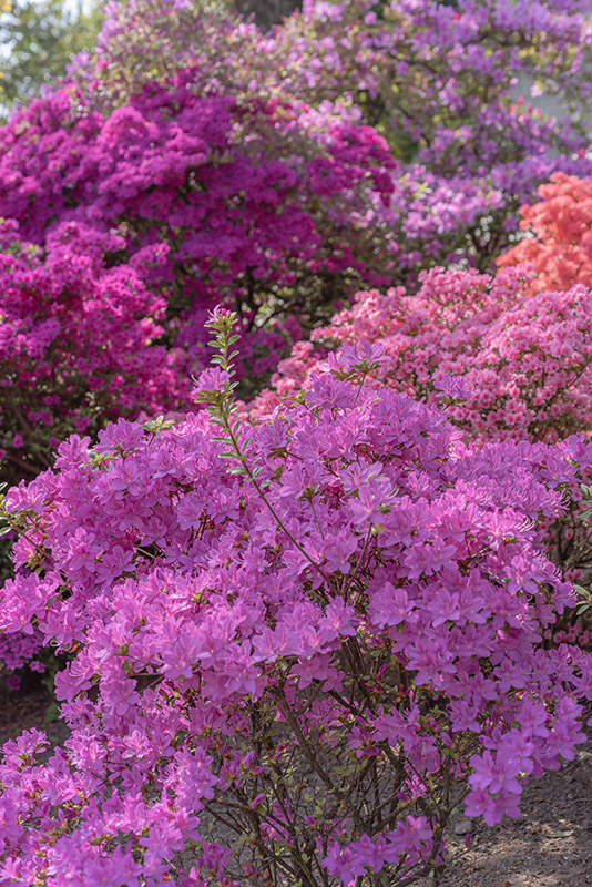 COLORI AZALEE RODODENDRI - 2720
