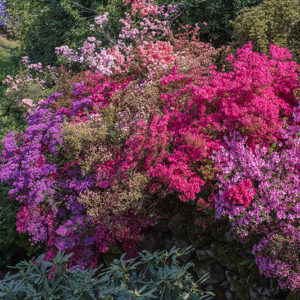 VARIETÀ DI AZALEE RODENDRI - 2721