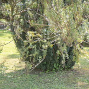 CEPHALOTAXUS HARRINGTONIANA - 2750