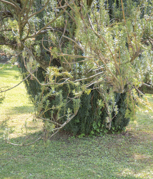 CEPHALOTAXUS HARRINGTONIANA - 2750