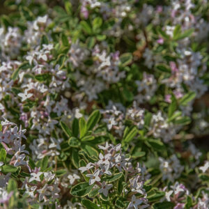 DAPHNE, X BURKWOODI, ASTRID, THYMELAEACEAE - 2762