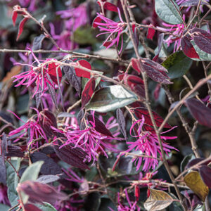LOROPETALUM CHINENSE VAR. RUBRUM PLUM GORGEOUS - 2767
