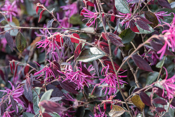 LOROPETALUM CHINENSE VAR. RUBRUM PLUM GORGEOUS - 2767