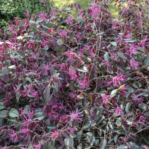LOROPETALUM CHINENSE VAR. RUBRUM PLUM GORGEOUS - 2768