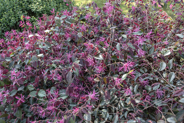LOROPETALUM CHINENSE VAR. RUBRUM PLUM GORGEOUS - 2768