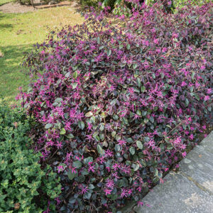 LOROPETALUM CHINENSE VAR. RUBRUM PLUM GORGEOUS - 2769