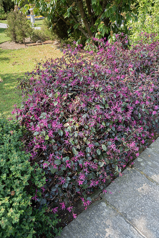 LOROPETALUM CHINENSE VAR. RUBRUM PLUM GORGEOUS - 2769
