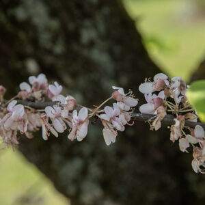CERCIS, SILIQUASTRUM, VAR ALBA, LEGUMINOSAE, EUROPA, ASIA - 2773