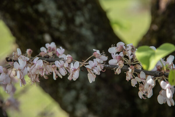CERCIS, SILIQUASTRUM, VAR ALBA, LEGUMINOSAE, EUROPA, ASIA - 2773