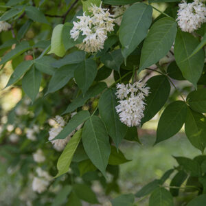 STAPHYLEA COLCHICA, STEV, FALSO PISTACCHIO, EUROPEAN BLADDERNUT, STAPHYLEACEAE, CAUCASO - 2877