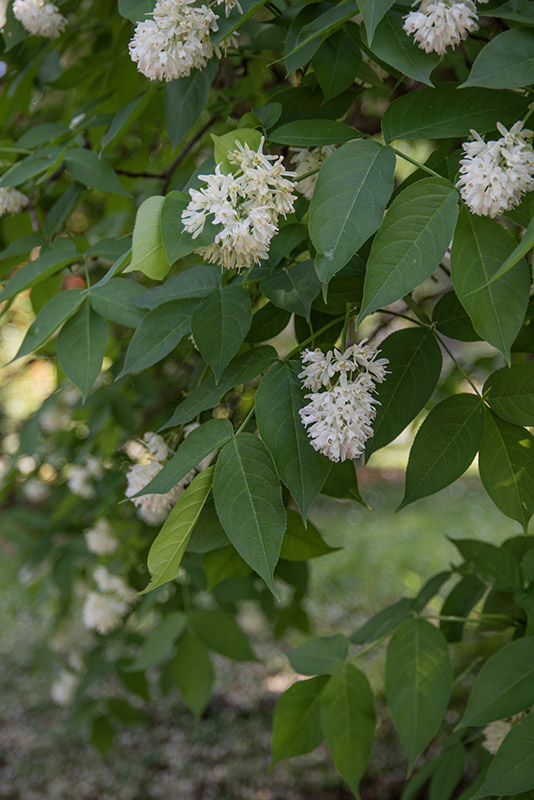 STAPHYLEA COLCHICA, STEV, FALSO PISTACCHIO, EUROPEAN BLADDERNUT, STAPHYLEACEAE, CAUCASO - 2877