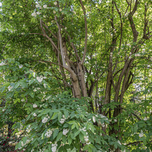 STAPHYLEA COLCHICA, STEV, FALSO PISTACCHIO, EUROPEAN BLADDERNUT, STAPHYLEACEAE, CAUCASO - 2878