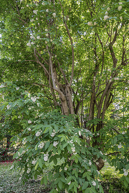 STAPHYLEA COLCHICA, STEV, FALSO PISTACCHIO, EUROPEAN BLADDERNUT, STAPHYLEACEAE, CAUCASO - 2878