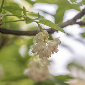 STAPHYLEA, TRIFOLIA, STAPHYLEACEAE, EST NORD AMERICA - 2884