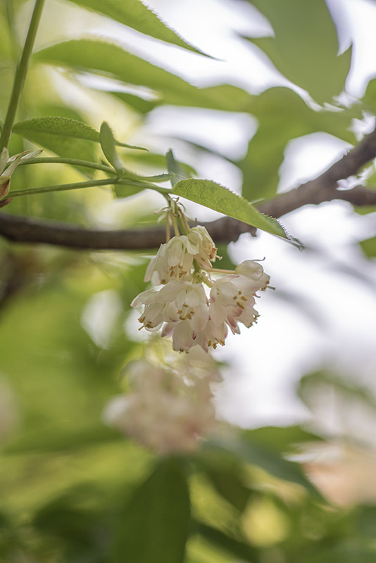 STAPHYLEA, TRIFOLIA, STAPHYLEACEAE, EST NORD AMERICA - 2884
