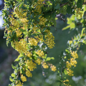 BERBERIS VULGARIS - BERBERIDACEAE - CRESPINO COMUNE - 2933