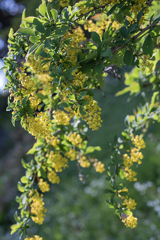BERBERIS VULGARIS - BERBERIDACEAE - CRESPINO COMUNE - 2933