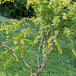 BERBERIS VULGARIS - BERBERIDACEAE - CRESPINO COMUNE - 2935