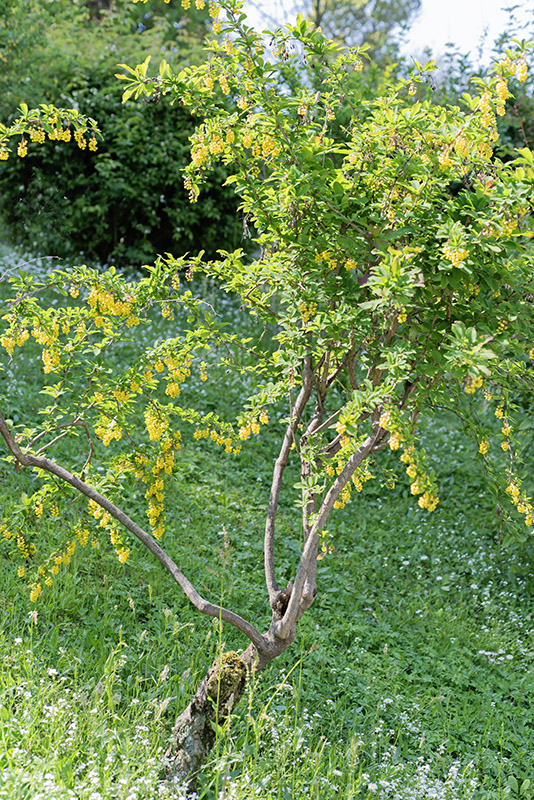 BERBERIS VULGARIS - BERBERIDACEAE - CRESPINO COMUNE - 2935