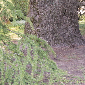 CEDRUS, DEODARA, PINACEAE, HIMALAYA - 3020