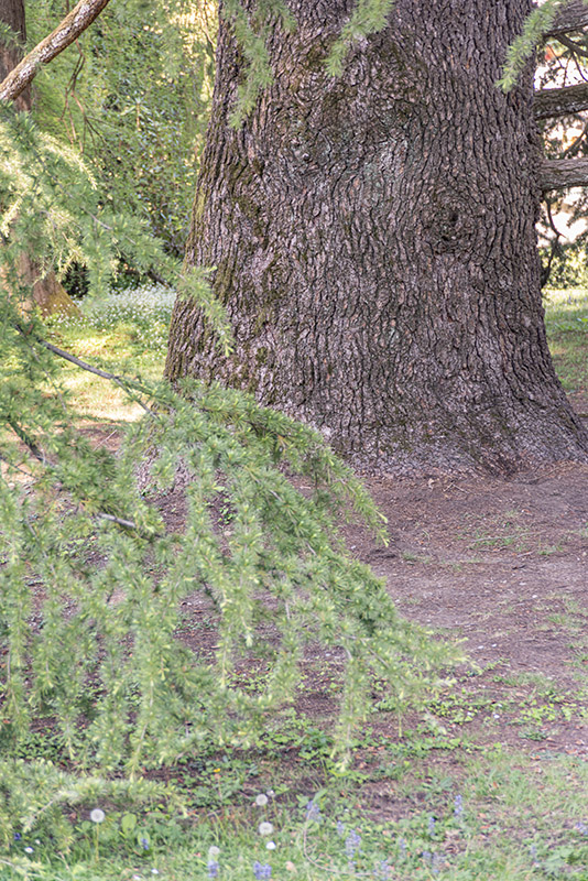 CEDRUS, DEODARA, PINACEAE, HIMALAYA - 3020