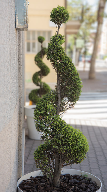 ARTE TOPIARIA DECOR - ARREDO URBANO - 9561