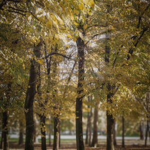 AUTUNNO FOGLIAGE - 3061