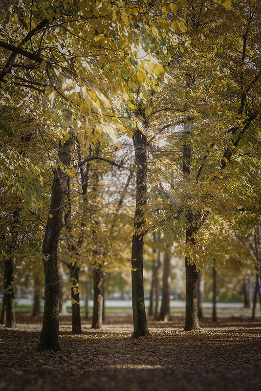 AUTUNNO FOGLIAGE - 3061