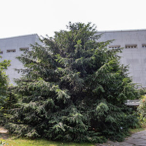 TAXUS BACCATA - TAXACEAE - 5298