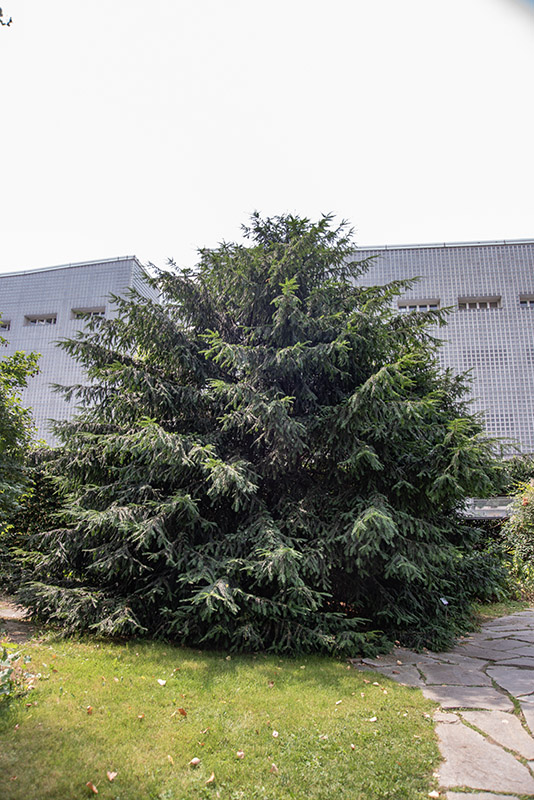 TAXUS BACCATA - TAXACEAE - 5298