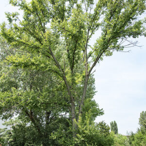 ULMUS MINOR - ULMACEAE - 5303