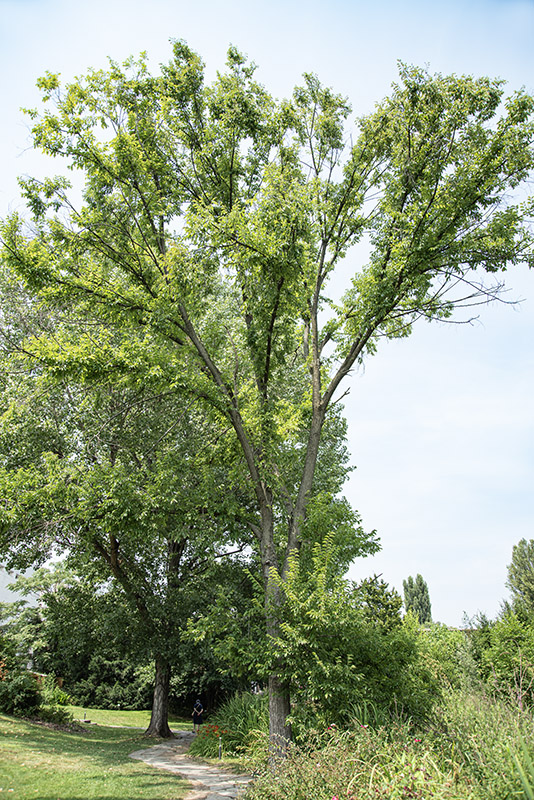 ULMUS MINOR - ULMACEAE - 5303