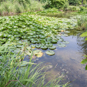 STAGNO VEGETAZIONE - 5304