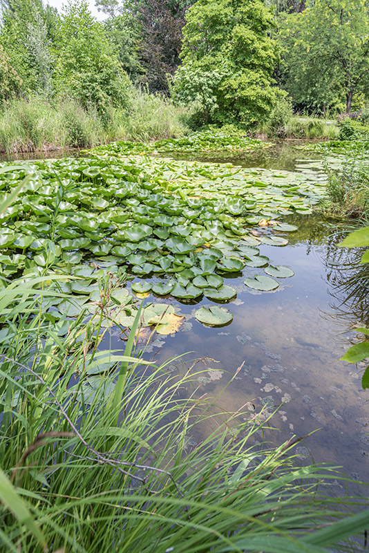 STAGNO VEGETAZIONE - 5304