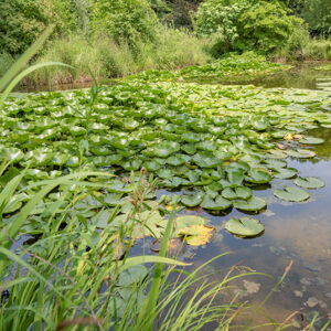 STAGNO VEGETAZIONE - 5305